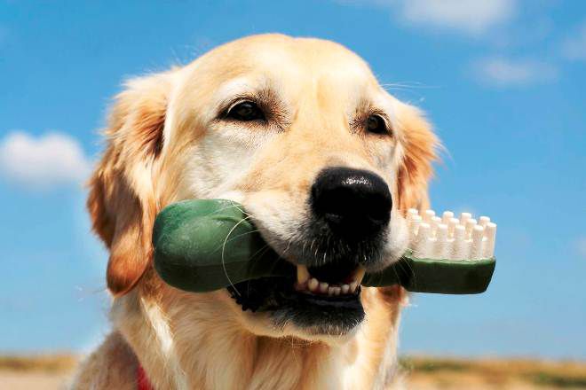профилактика зубного камня у собак