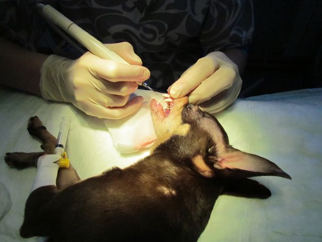 удаление зубного камня у собак ультразвуком