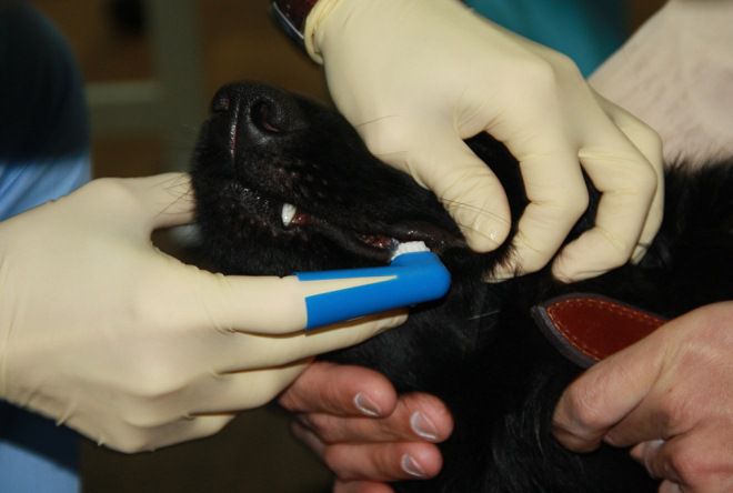 как чистят зубы собакам от зубного камня