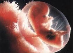 embryonální vývojové fáze