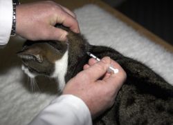 дијабетес мелитус код мачака