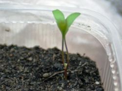 sadzenie dichondry