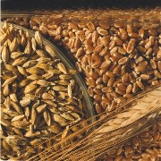 Диета пшеничная каша