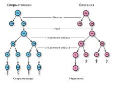 rozdíl mezi spermatogenezí a ovogenezí