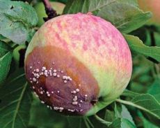 заболявания на ябълковите плодове