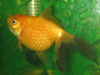 Bolezni akvarijskih rib - zunanji znaki1