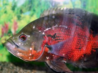 Choroby ryb akwariowych - znaki zewnętrzne3