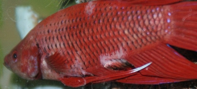 Bolezni akvarijskih rib 1