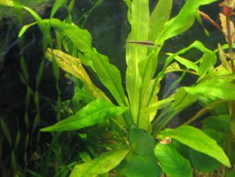 Bolesti akvarijskih biljaka1