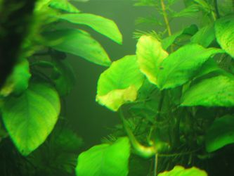 Bolezni rastlin akvarija4