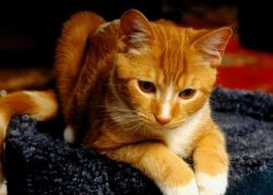 Symptomy nemoci koček