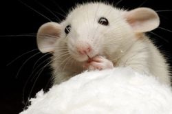 jak dbać o szczura domowego