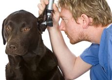 болести ушију код лечења паса