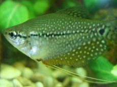 choroby ryb gourami