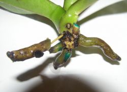 kořenové onemocnění orchidejí