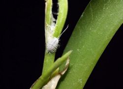 Choroby i szkodniki z rodzaju Phalaenopsis