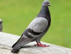 preprečevanje bolezni golobov