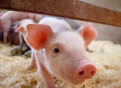 choroby świń i ich leczenie
