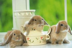 ušní choroby u králíků