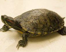 choroby żółwi i ich leczenie