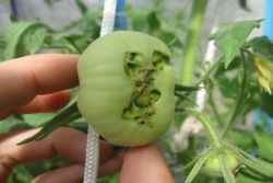 bolezni paradižnikov v rastlinjaku