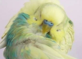 Nemoci zvlněných papoušků - příznaky1