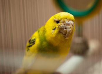 Nemoci zvlněných papoušků - příznaky4