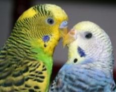 Objawy chorób u falujących papug