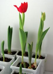 Срезка тюльпанов к 8 марта