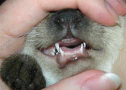 zmiana zębów u kotów 1