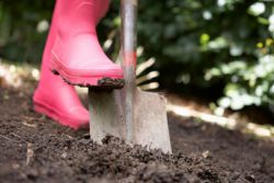 дали да копаят градина през есента