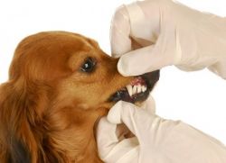 Уход за зубами собаки