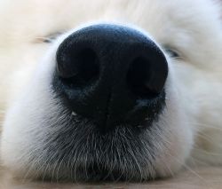 suché nosní štěně