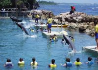 В Долфин-Коув ежедневно проводятся шоу дельфинов