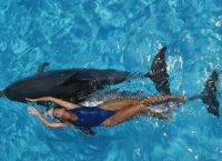 В Долфин-Коув можно поплавать с дельфинами
