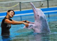 В Долфин-Коув можно потанцевать с дельфинами