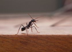 Domácí mravenci způsobují vzhled1