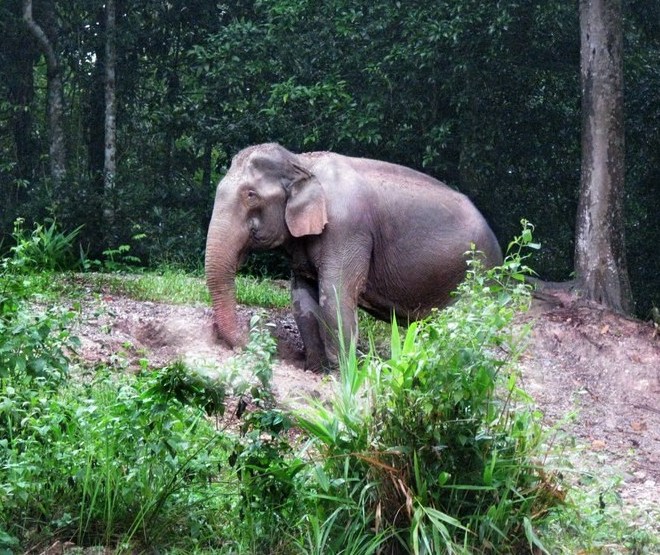 Слоны, обитающие в заповеднике
