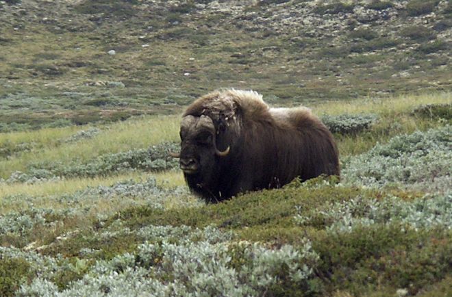 Овцебык (мукусный бык) - типичный представитель фауны парка Довре