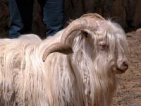 Goat Down Shawls3
