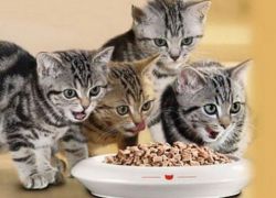 Suha hrana za mačiće1
