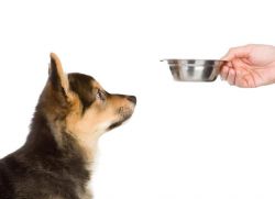 суха храна за кученца от малки породи1