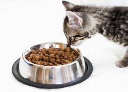 sucha karma dla sterylizowanych kotów1