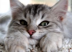 Kitten suchy nos1