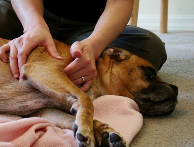 массаж при дисплазии у собак