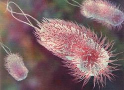 objawy E. coli u dorosłych