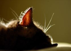 ušesne kapljice za mačke1