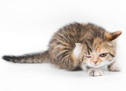 Kleszcz uszu u kotów leczonych1