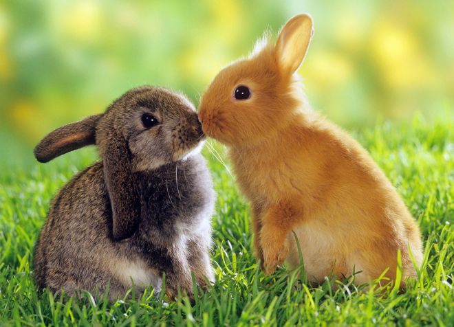 от чего у кроликов появляется ушной клещ