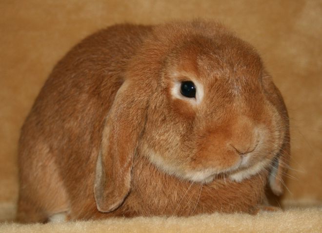 признаки ушного клеща у кроликов